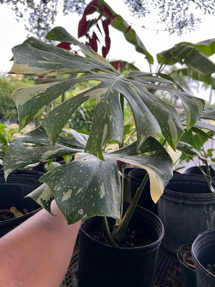 monstera-deliciosa-thai-constellation-variegated-monstera