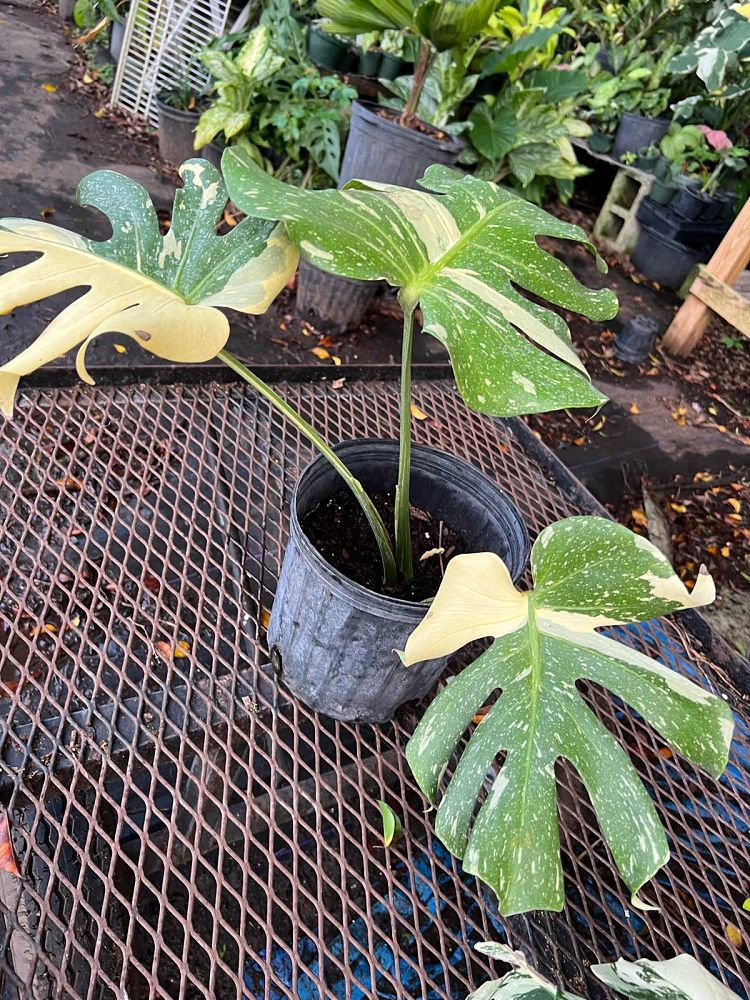 monstera-deliciosa-thai-constellation-variegated-monstera