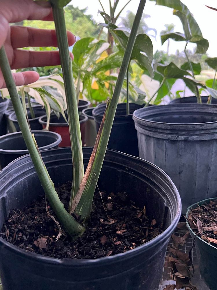 monstera-deliciosa-thai-constellation-variegated-monstera