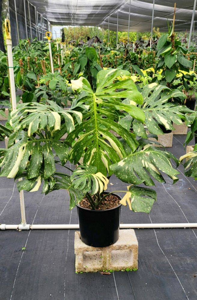 monstera-deliciosa-thai-constellation-variegated-monstera