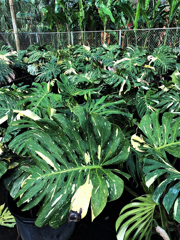 monstera-deliciosa-thai-constellation-variegated-monstera