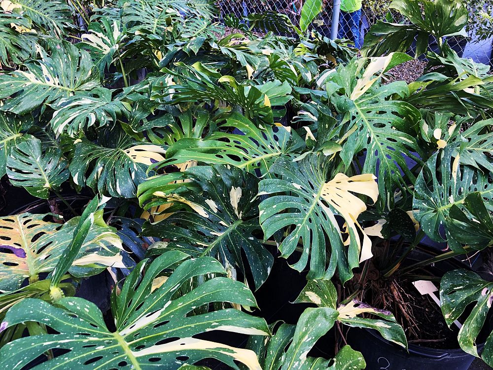monstera-deliciosa-thai-constellation-variegated-monstera
