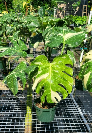 monstera-deliciosa-thai-constellation-variegated-monstera