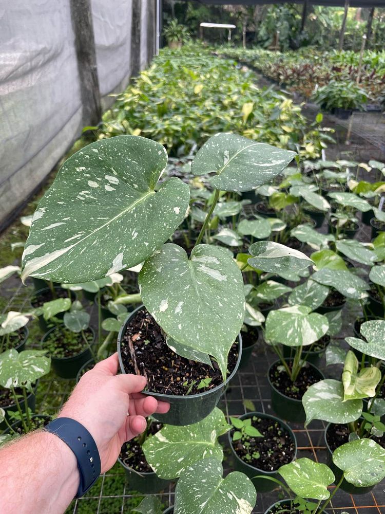 monstera-deliciosa-thai-constellation-variegated-monstera