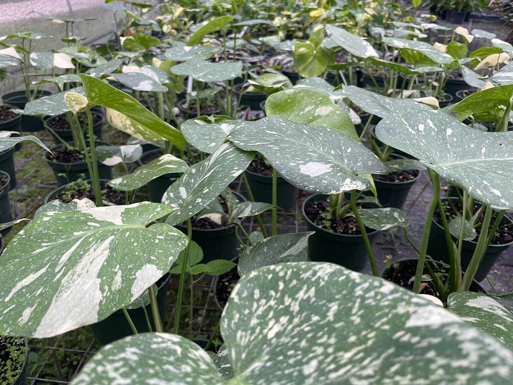 monstera-deliciosa-thai-constellation-variegated-monstera