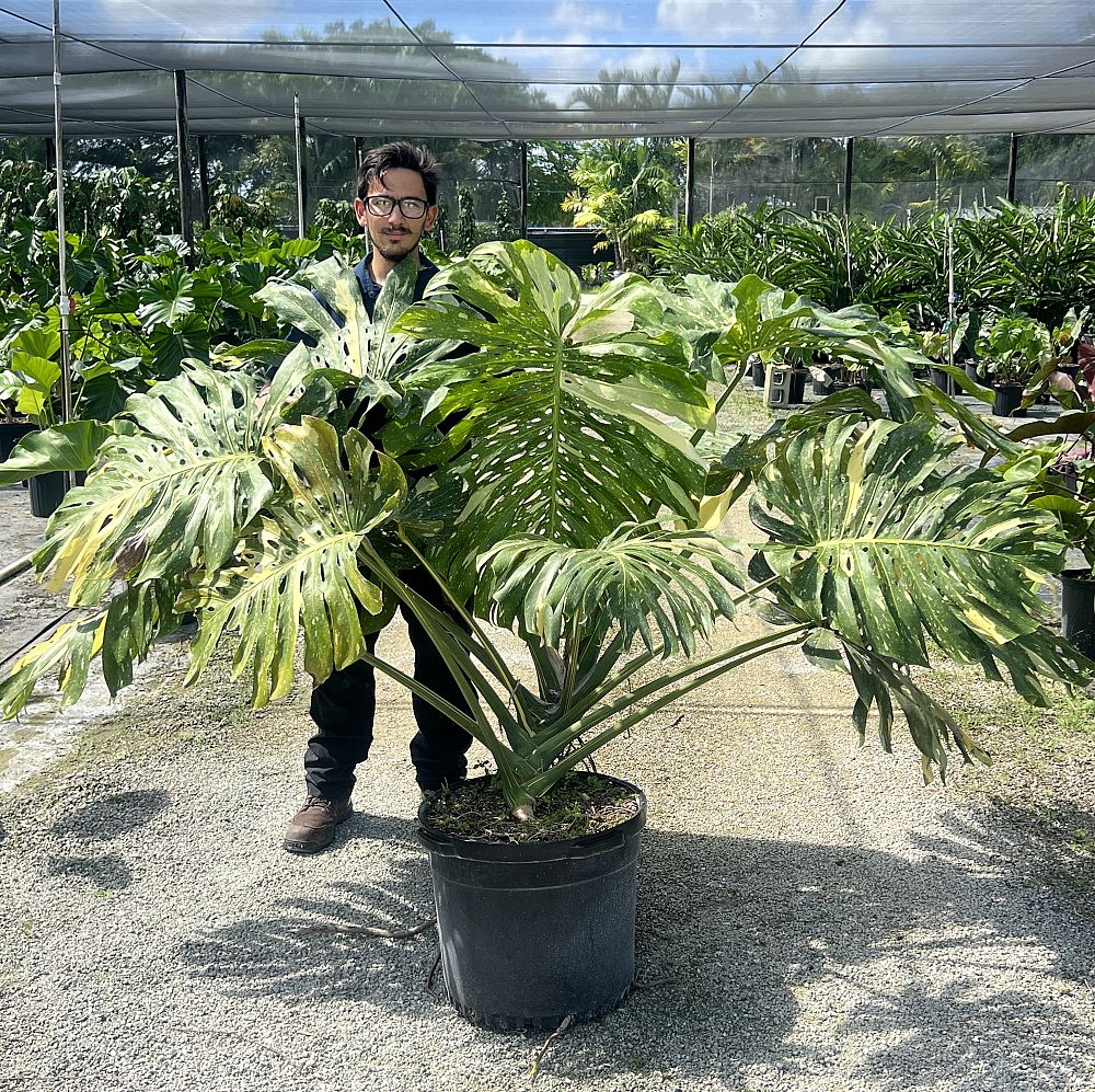 monstera-deliciosa-thai-constellation-variegated-monstera