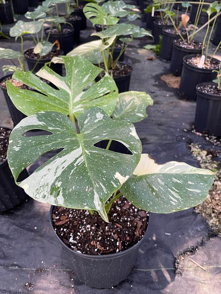 monstera-deliciosa-thai-constellation-variegated-monstera
