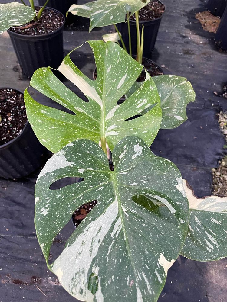 monstera-deliciosa-thai-constellation-variegated-monstera
