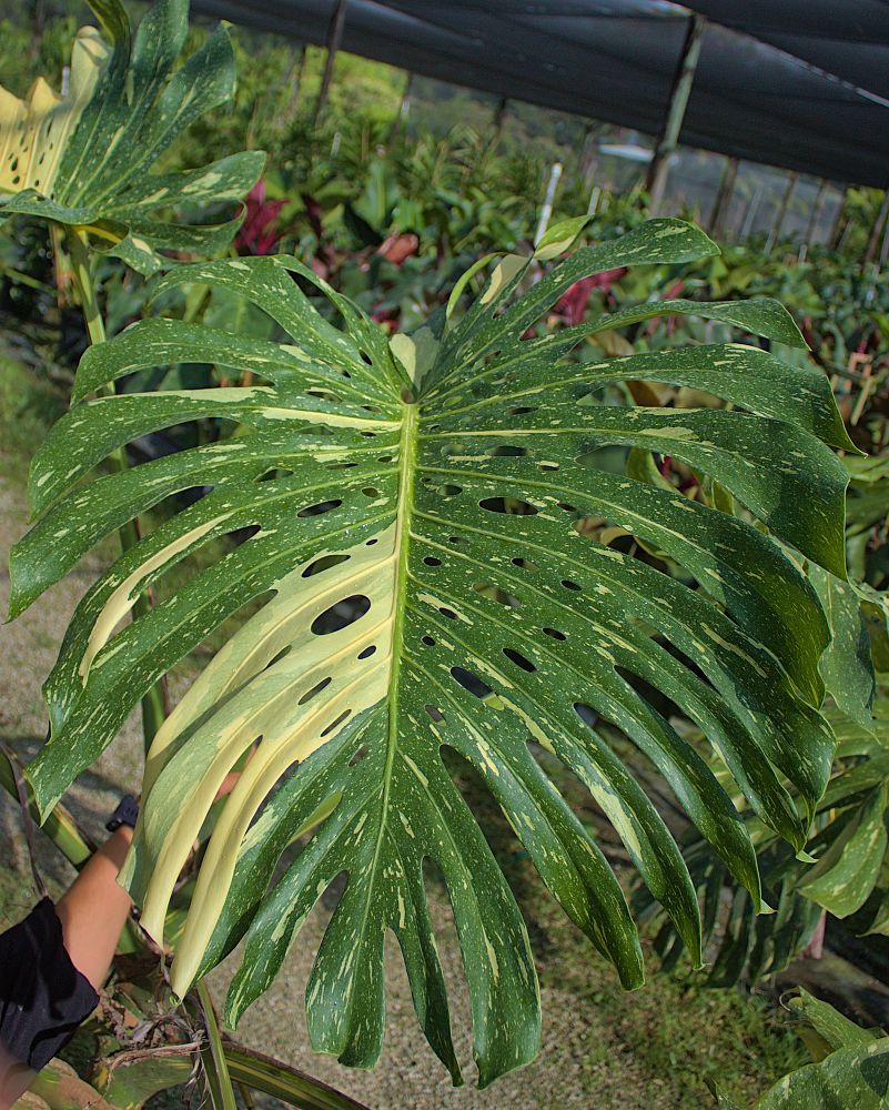 monstera-deliciosa-thai-constellation-variegated-monstera