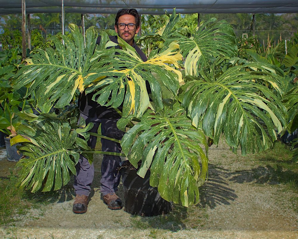 monstera-deliciosa-thai-constellation-variegated-monstera