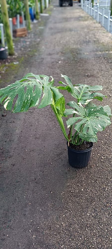 monstera-deliciosa-thai-constellation-variegated-monstera