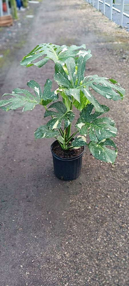 monstera-deliciosa-thai-constellation-variegated-monstera