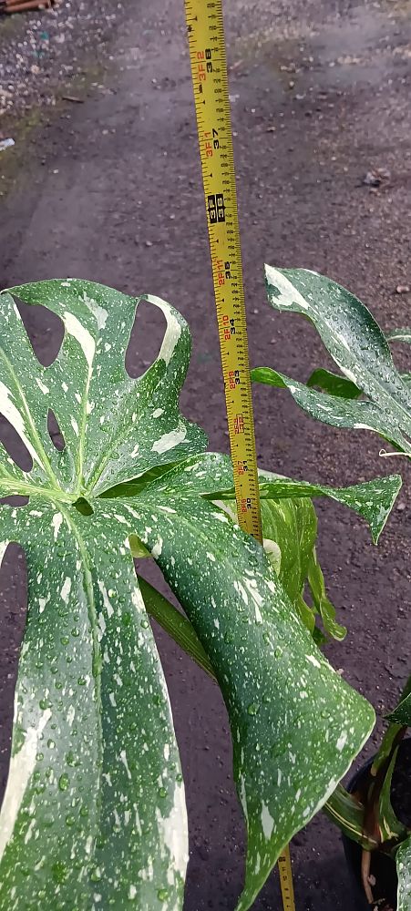 monstera-deliciosa-thai-constellation-variegated-monstera