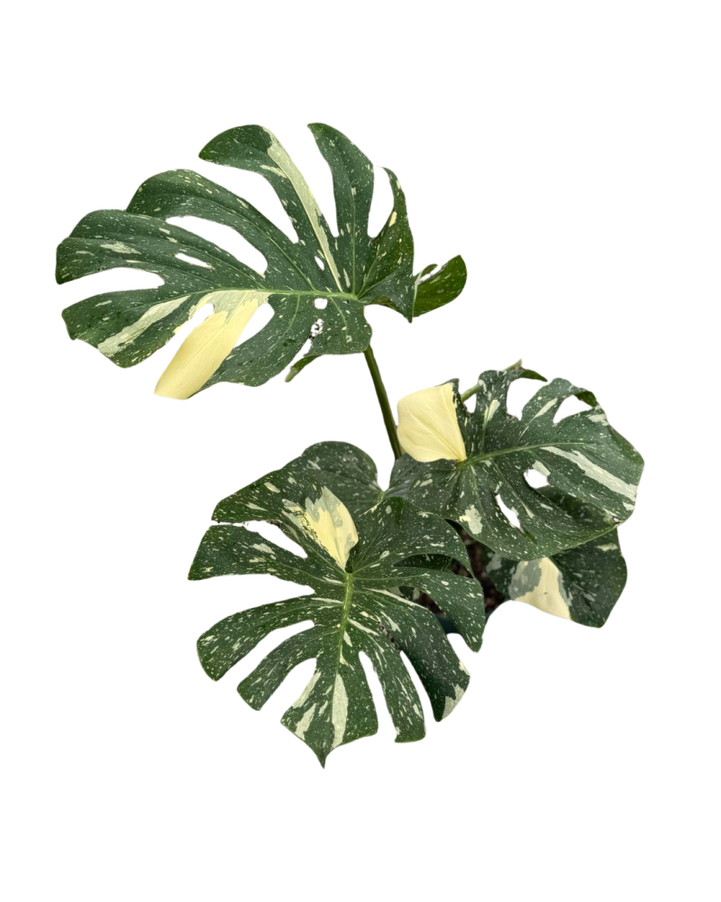 monstera-deliciosa-thai-constellation-variegated-monstera