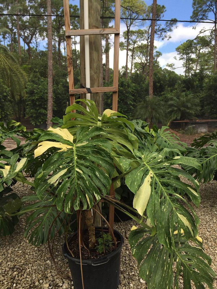 monstera-deliciosa-variegata-split-leaf-philodendron
