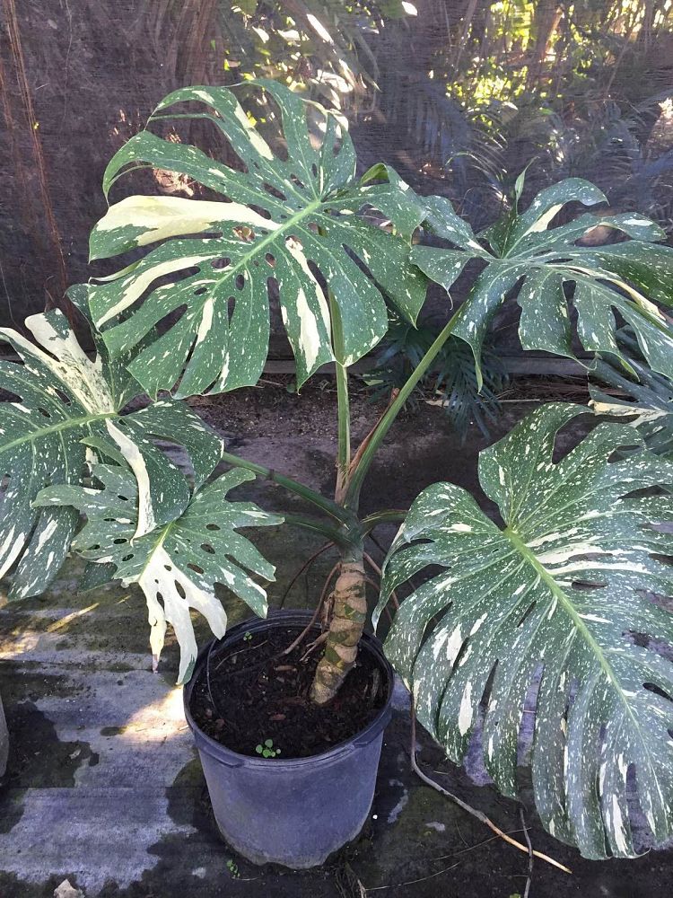 monstera-deliciosa-variegata-split-leaf-philodendron