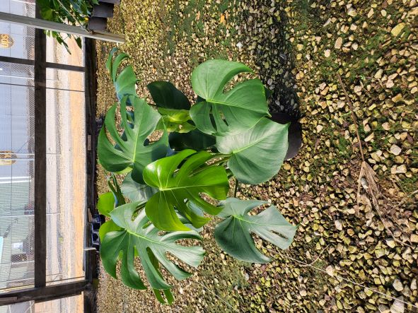 monstera-deliciosa-variegata-split-leaf-philodendron