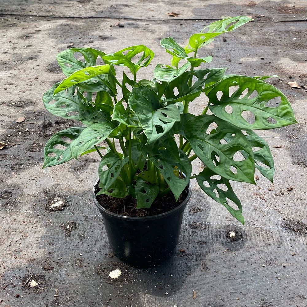 monstera-epipremnoides-swiss-cheese-plant