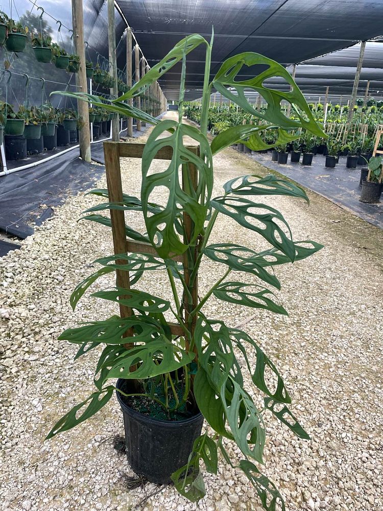 monstera-epipremnoides-swiss-cheese-plant