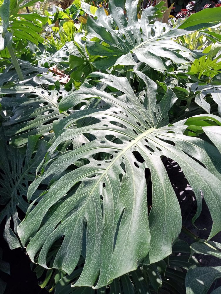 monstera-epipremnoides-swiss-cheese-plant