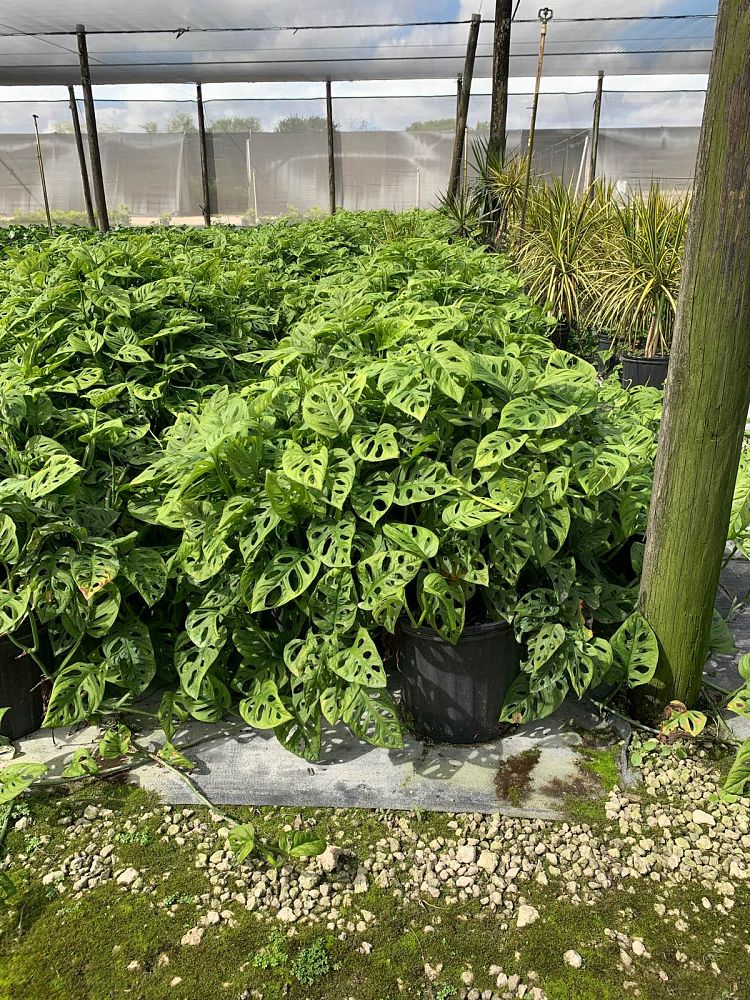 monstera-friedrichsthalii-philodendron-friedrichsthalii