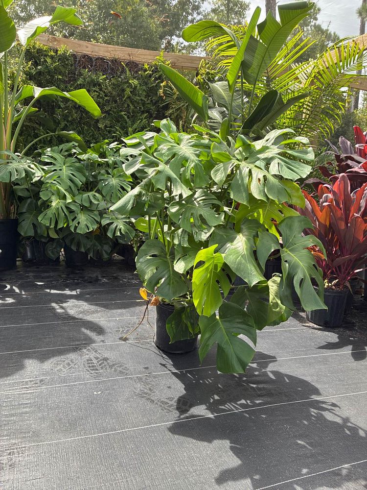 monstera-obliqua-mexican-breadfruit-split-leaf-philodendron-window-leaf-swiss-cheese-plant