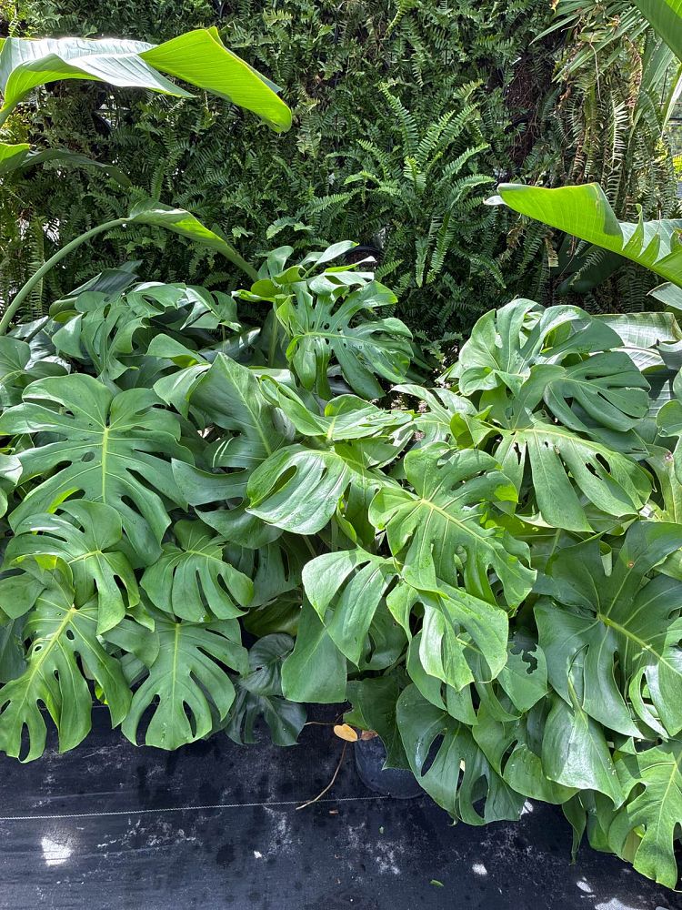 monstera-obliqua-mexican-breadfruit-split-leaf-philodendron-window-leaf-swiss-cheese-plant