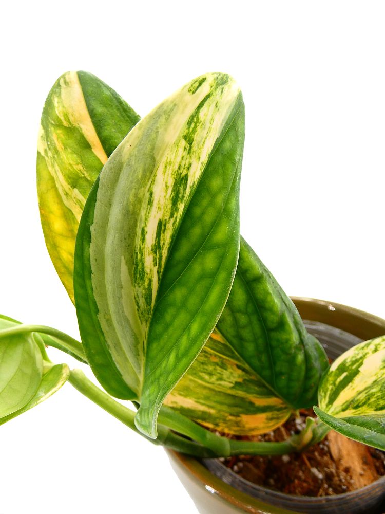 monstera-peru-monstera-kerstenianum-peru