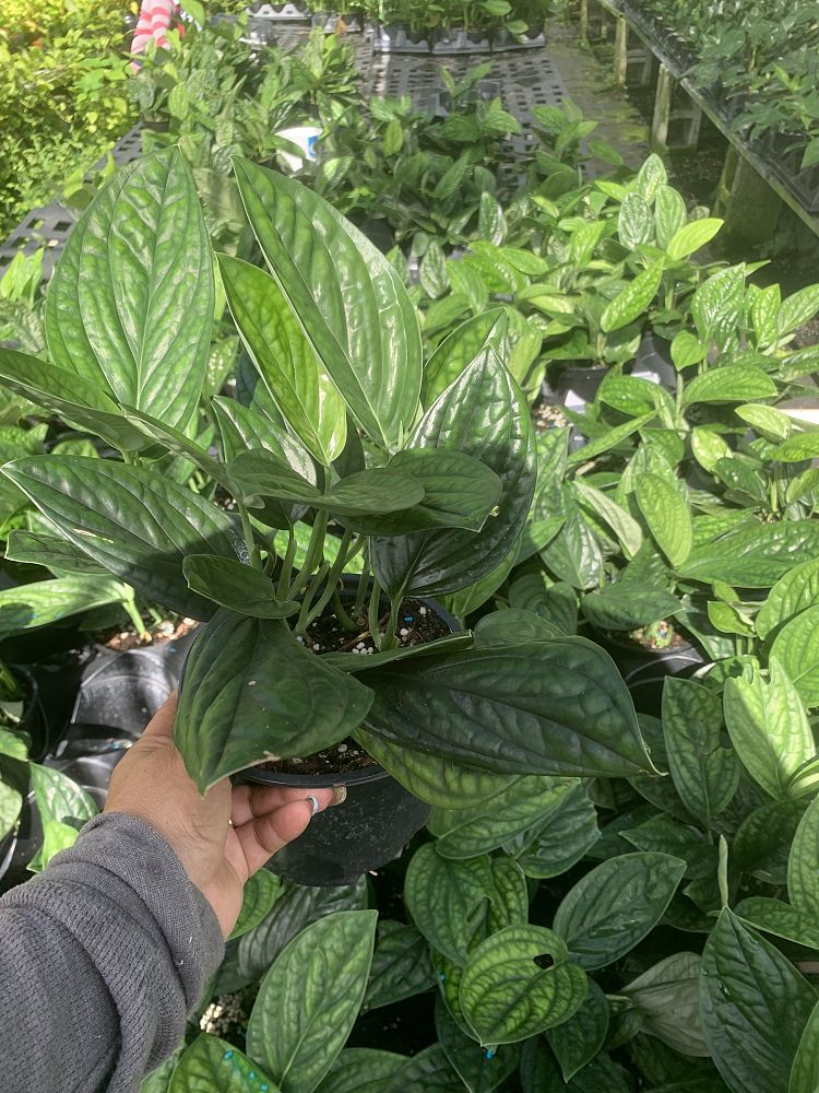 monstera-peru-monstera-kerstenianum-peru
