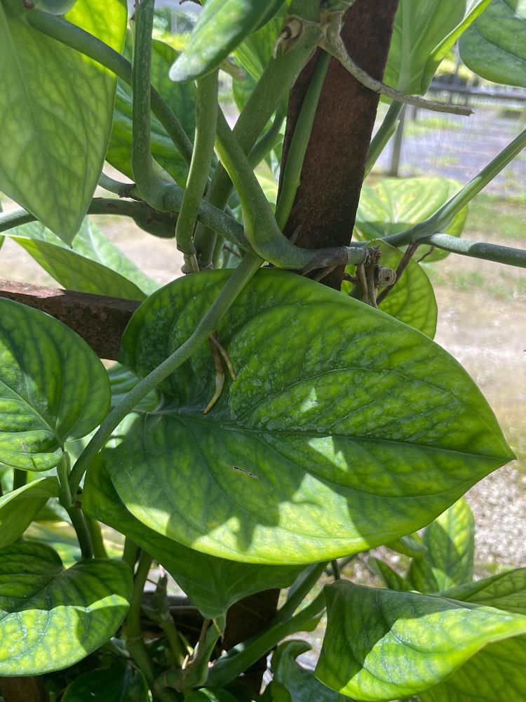monstera-pinnatipartita
