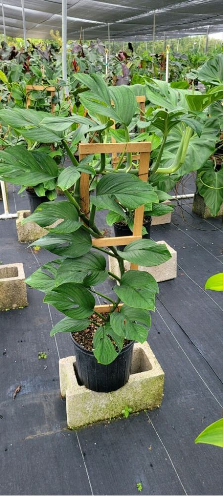 monstera-pinnatipartita