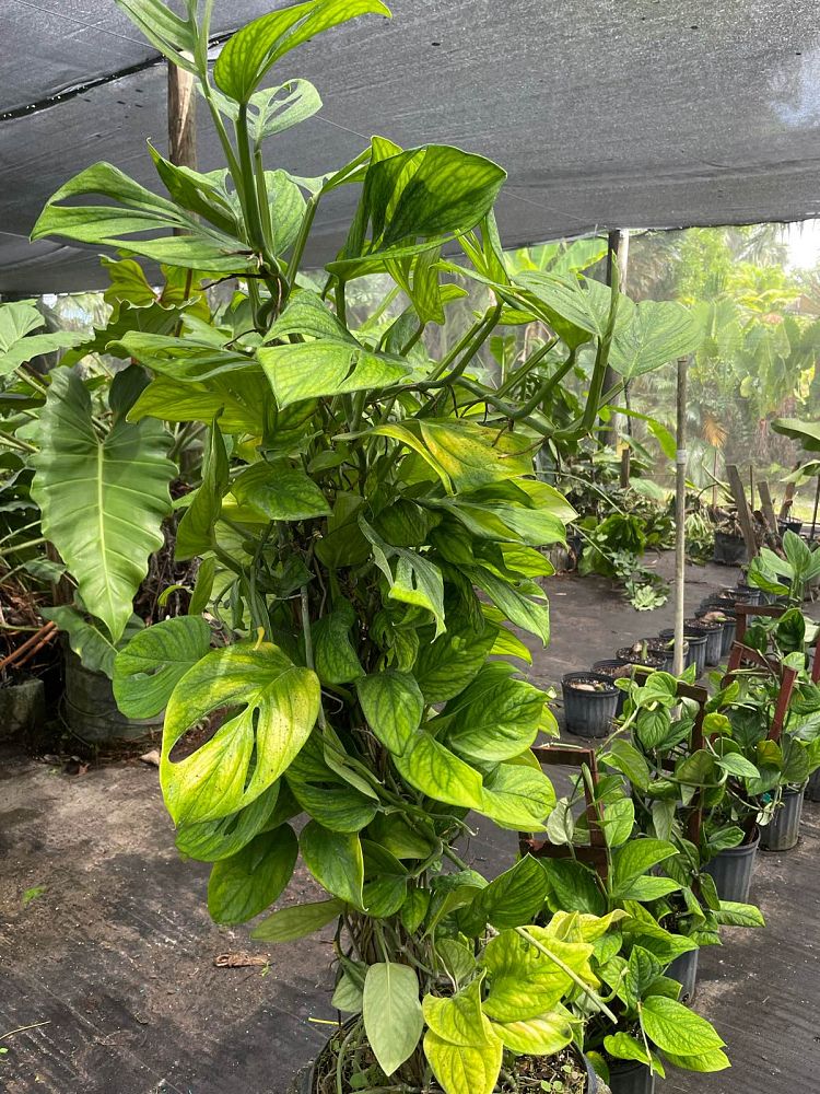 monstera-pinnatipartita