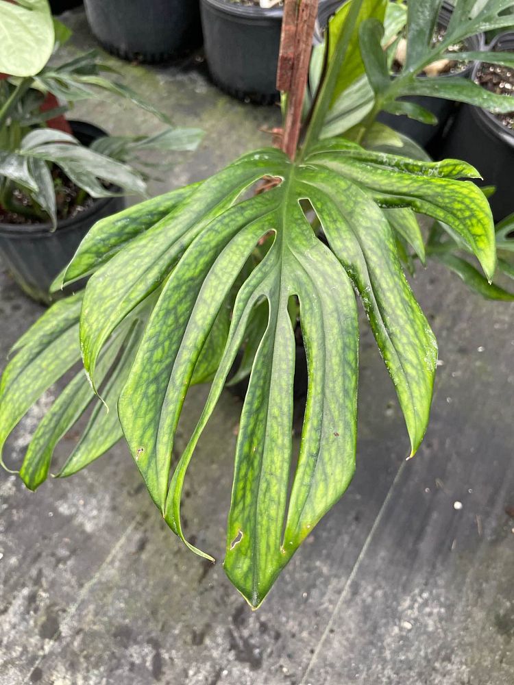 monstera-pinnatipartita