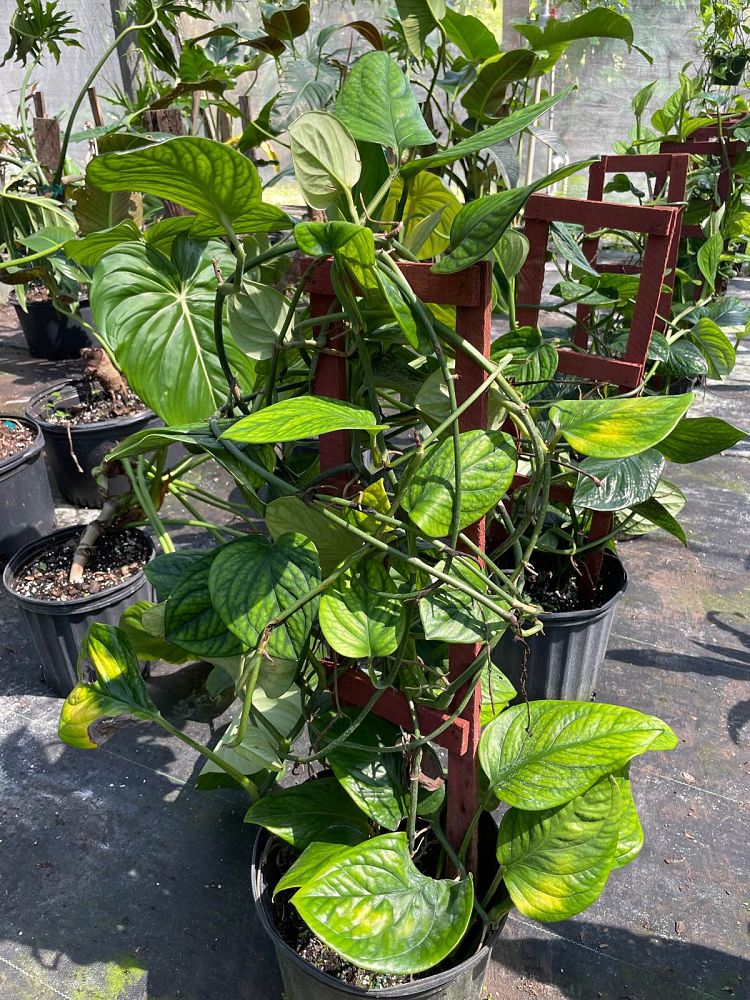 monstera-pinnatipartita