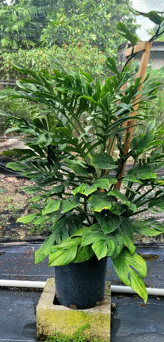 monstera-pinnatipartita