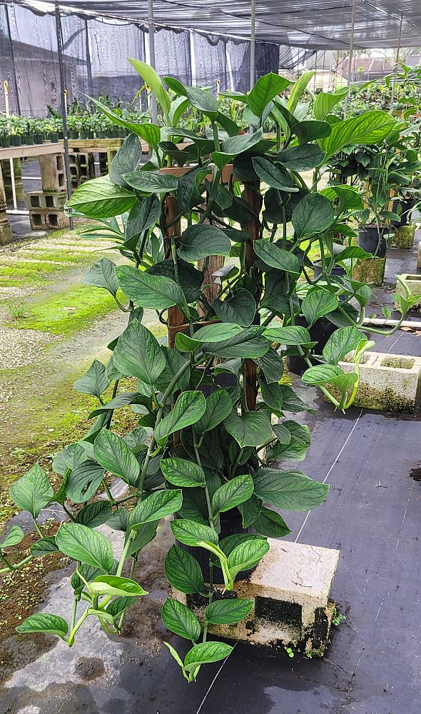 monstera-pinnatipartita