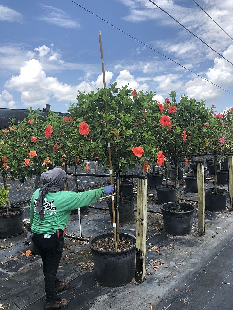 montezuma-speciosissima-hibiscus-tree