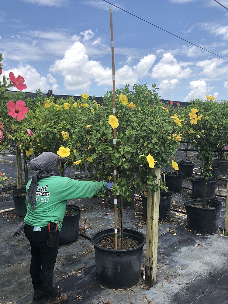 montezuma-speciosissima-hibiscus-tree