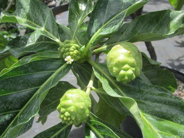 morinda-citrifolia-indian-mulberry-noni