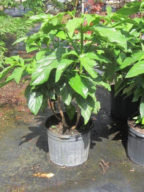 morinda-citrifolia-indian-mulberry-noni