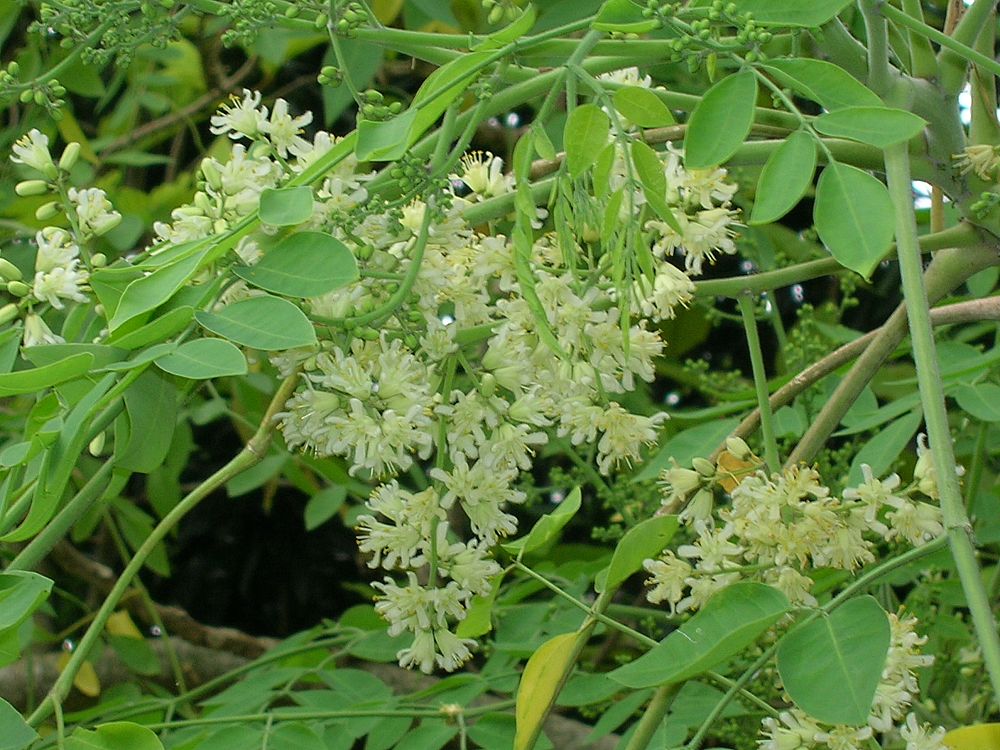 moringa-oleifera-horseradish-tree