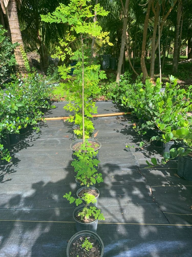 moringa-oleifera-horseradish-tree