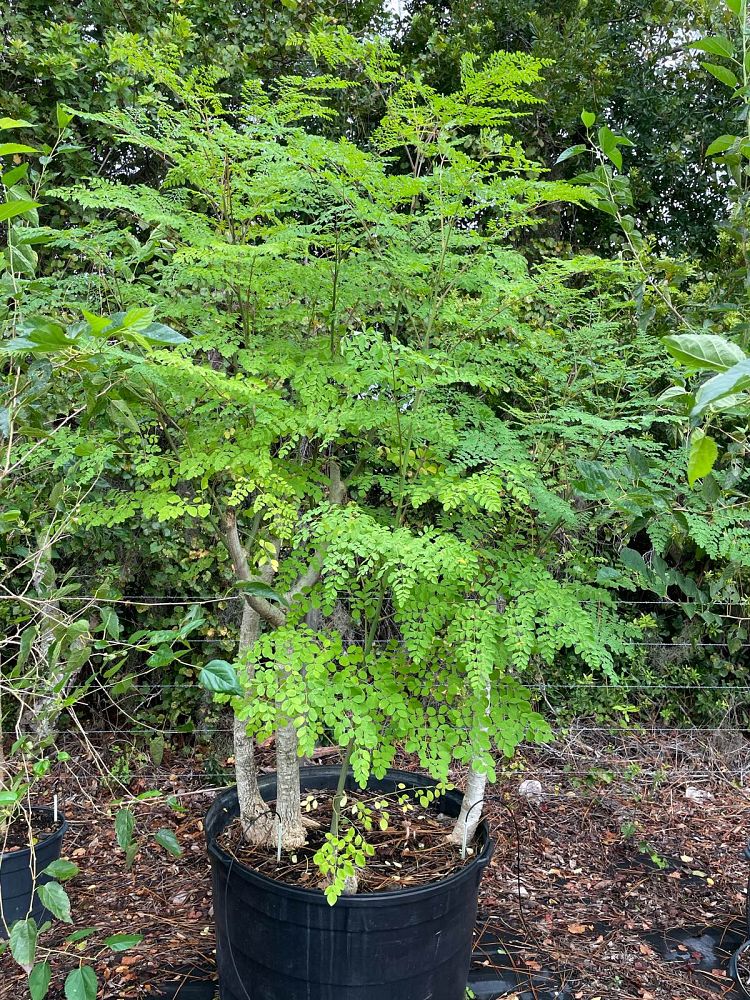 moringa-oleifera-horseradish-tree