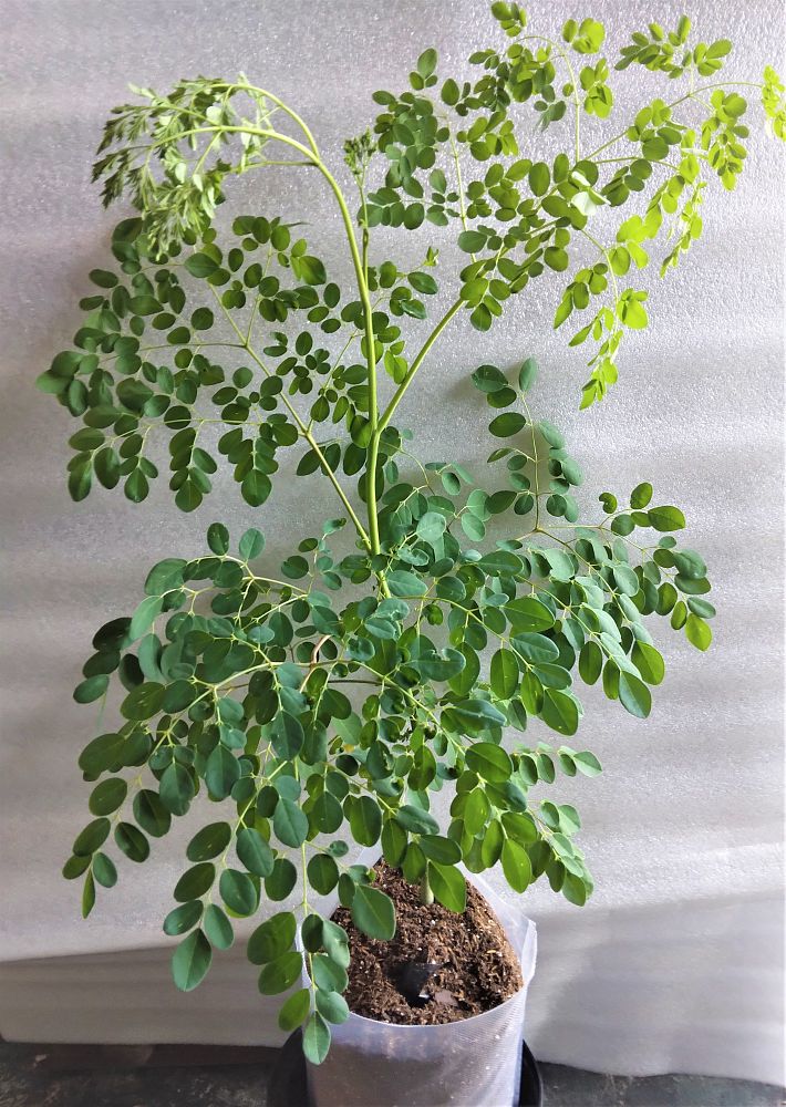 moringa-oleifera-horseradish-tree