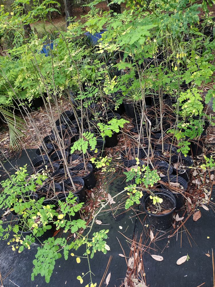 moringa-oleifera-horseradish-tree