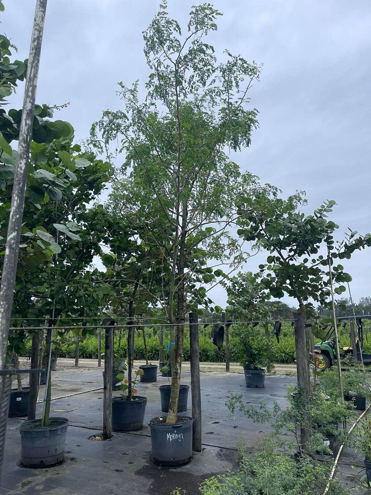 moringa-oleifera-horseradish-tree