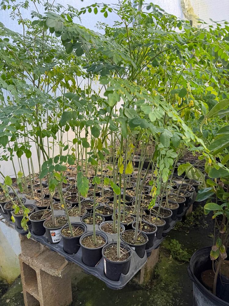 moringa-oleifera-horseradish-tree
