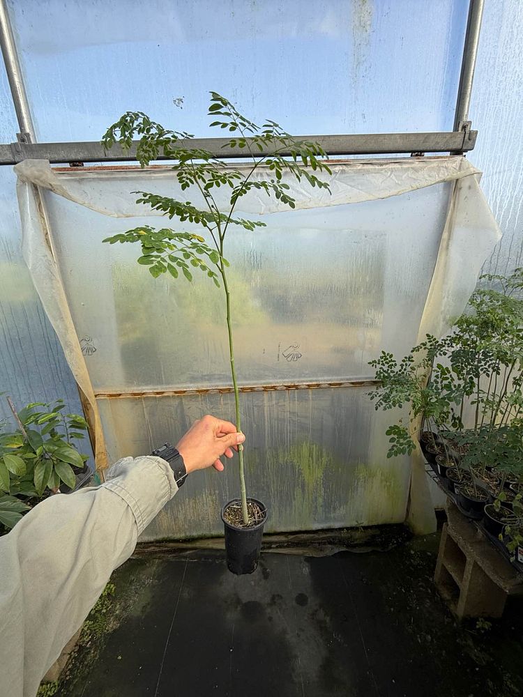 moringa-oleifera-horseradish-tree