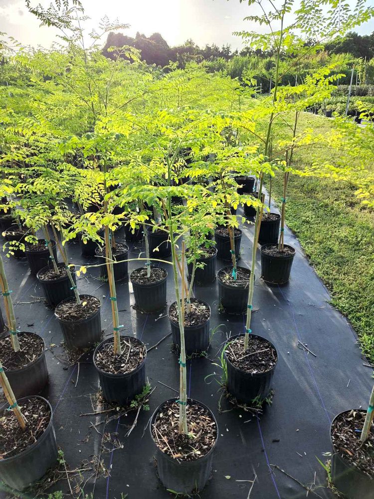 moringa