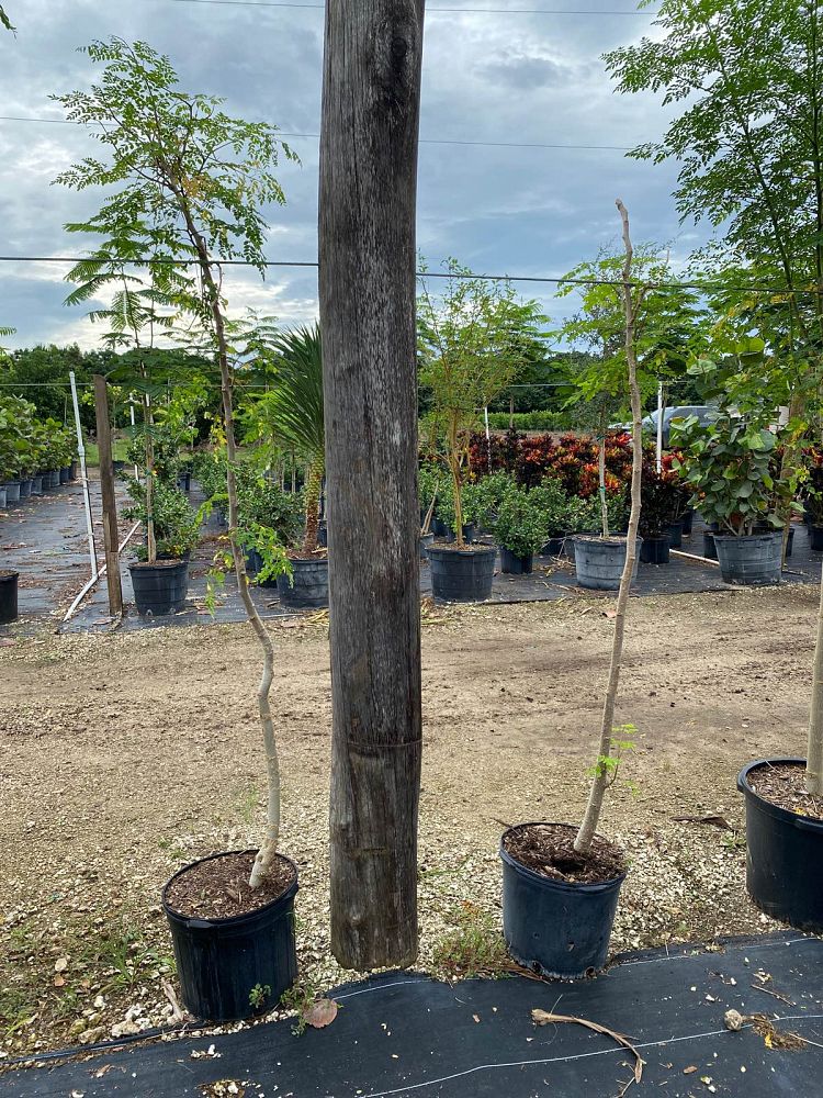 moringa
